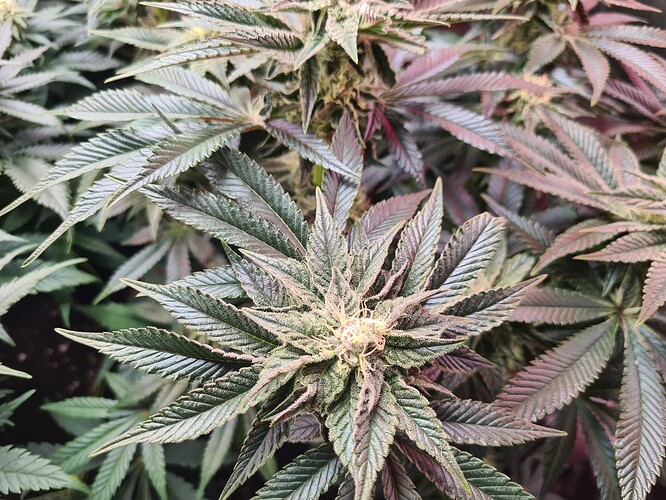 Growreport Bild 4