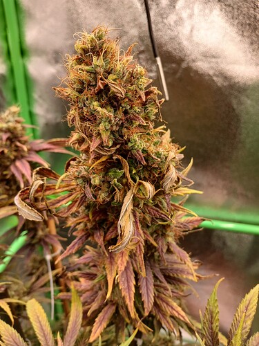 Growreport Bild 2
