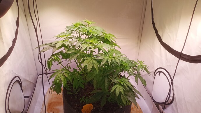 Growreport Bild 2