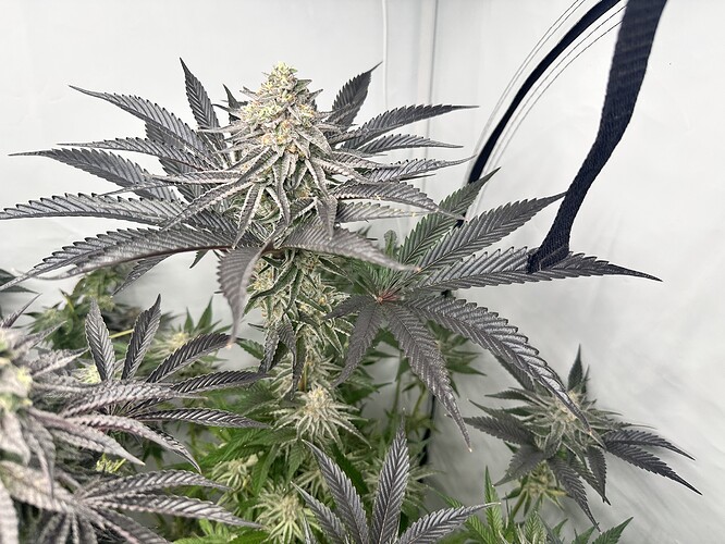 Growreport Bild 19