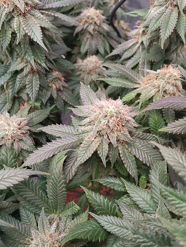 IMG_20250303_162457 - Kopie