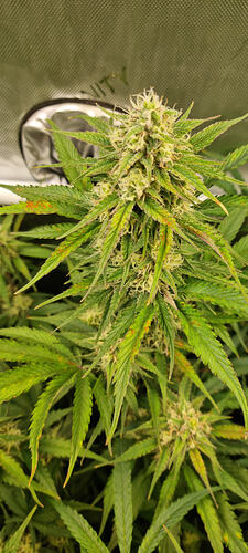 Growreport Bild 31
