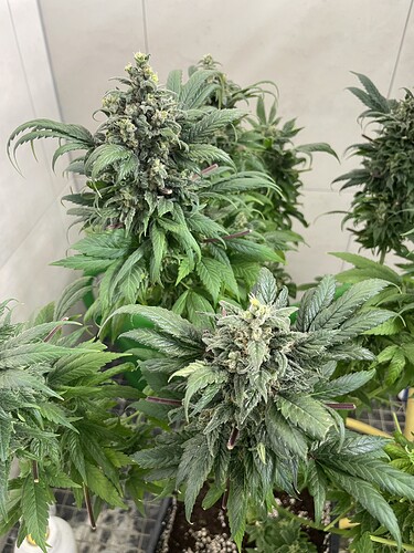 Growreport Bild 20