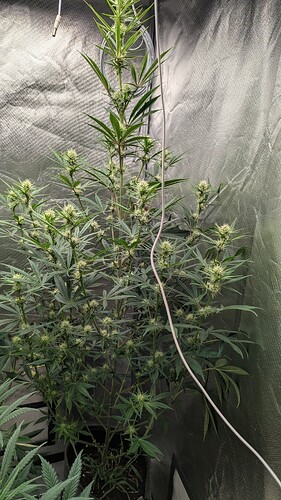 Growreport Bild 8