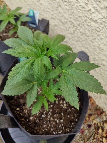 Growreport Bild 5