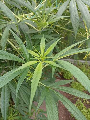 WhatsApp Bild 2024-07-18 um 08.09.07_9c3b05c1