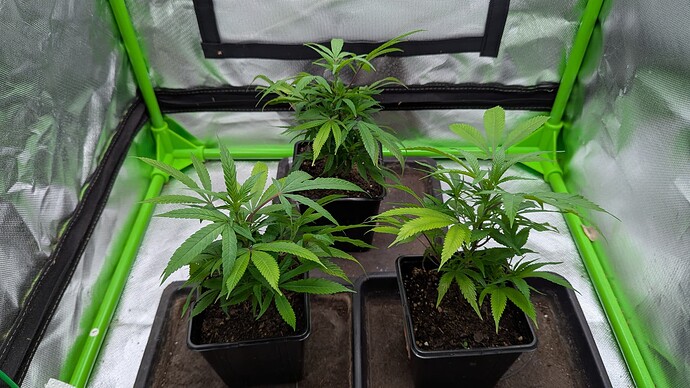 PXL_20250316_171108465