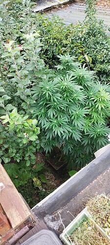 Growreport Bild 7
