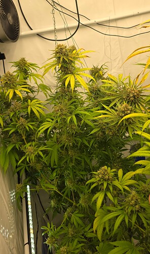 Growreport Bild 5
