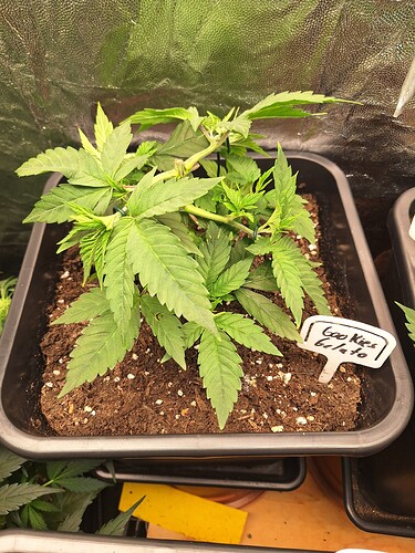 Growreport Bild 9