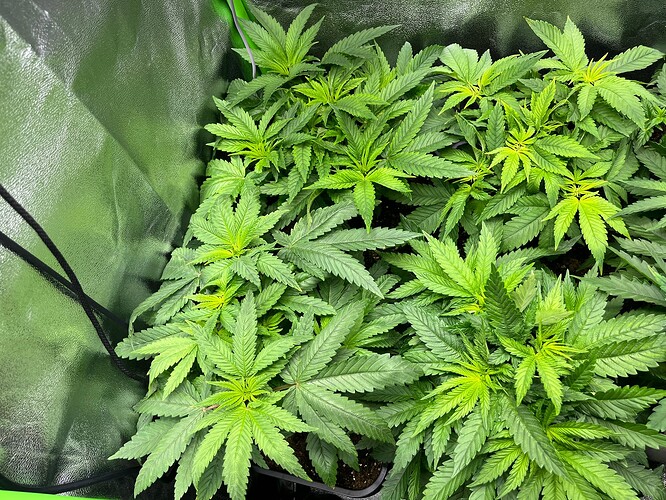 Growreport Bild 3