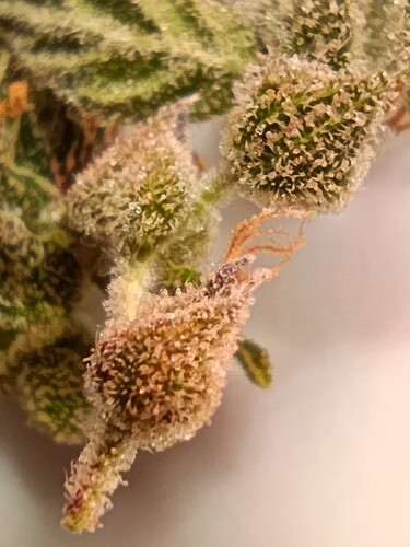 Growreport Bild 21