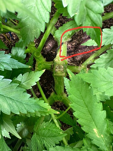 Growreport Bild 51