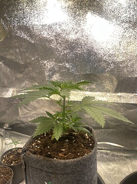 Growreport Bild 5