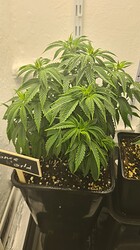 Growreport Bild 16