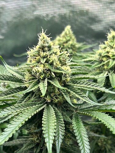Growreport Bild 31