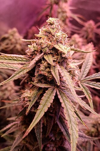 Growreport Bild 2