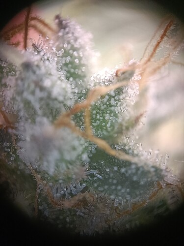 Growreport Bild 2