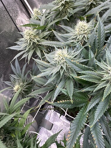 Growreport Bild 1