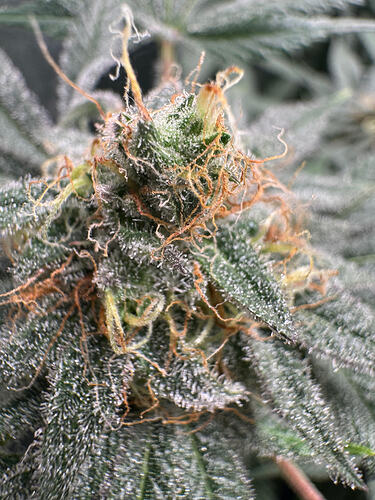Frosty_Lady