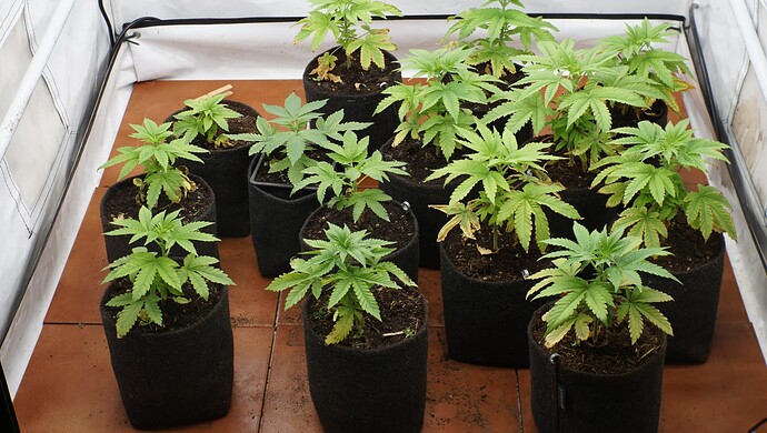 Growreport Bild 6