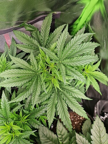 Growreport Bild 10