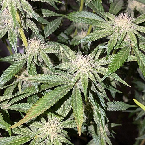 Growreport Bild 11