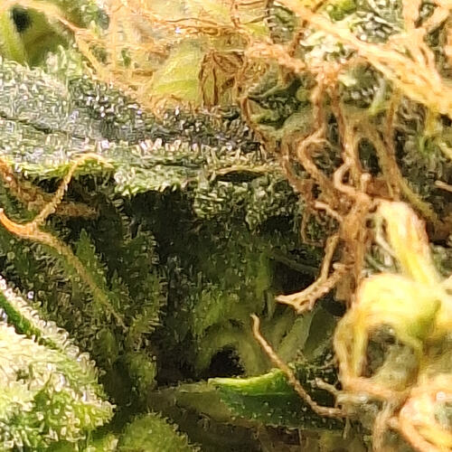 Growreport Bild 2