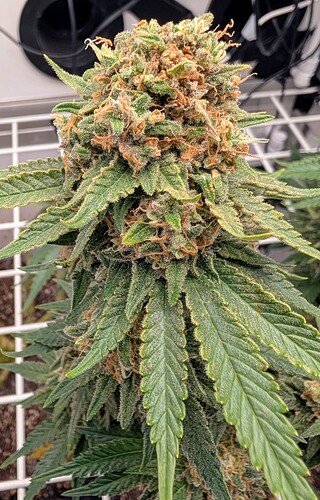 Growreport Bild 9
