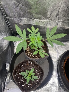 Growreport Bild 10