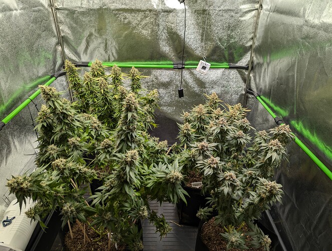 Growreport Bild 2