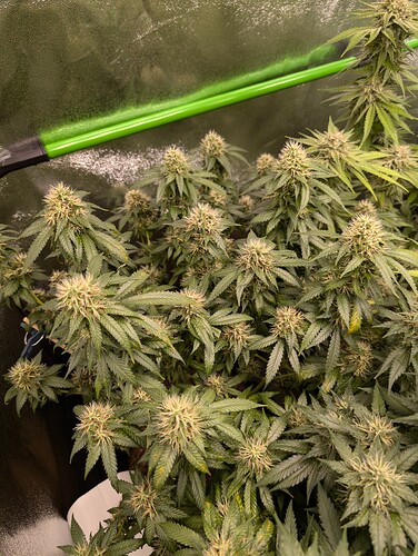 Growreport Bild 6
