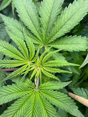 Growreport Bild 6