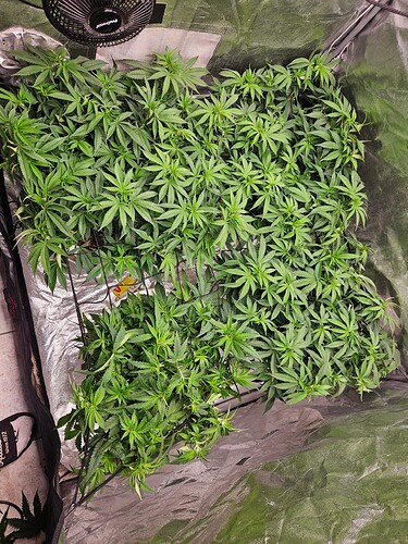 Growreport Bild 5