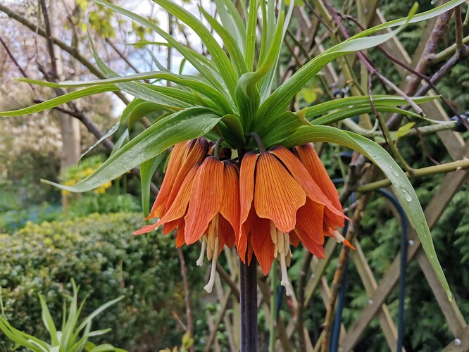 Garten (1)