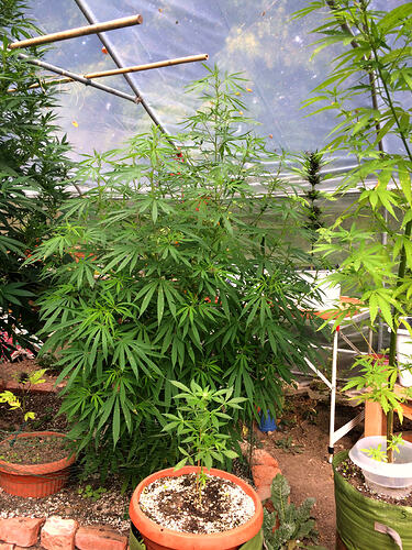Grow26090603