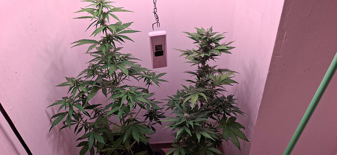 x-duo