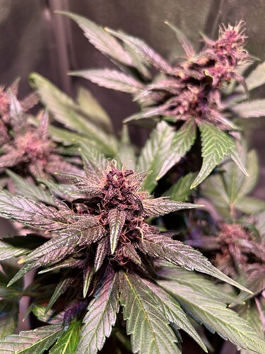 Growreport Bild 31