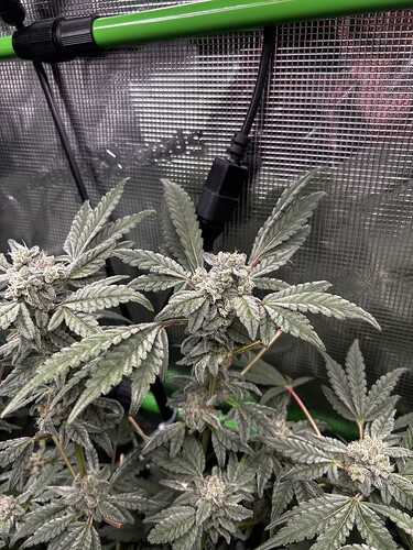 Growreport Bild 69