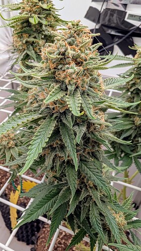 Growreport Bild 2