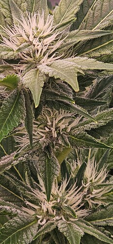 Growreport Bild 7