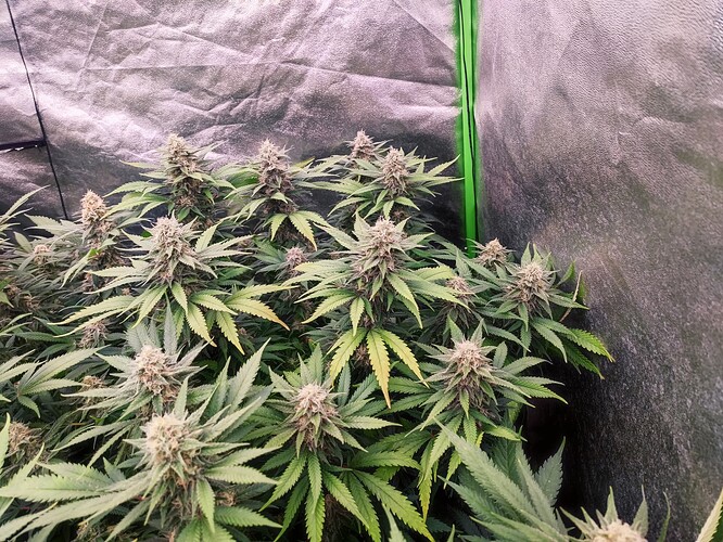 Growreport Bild 4