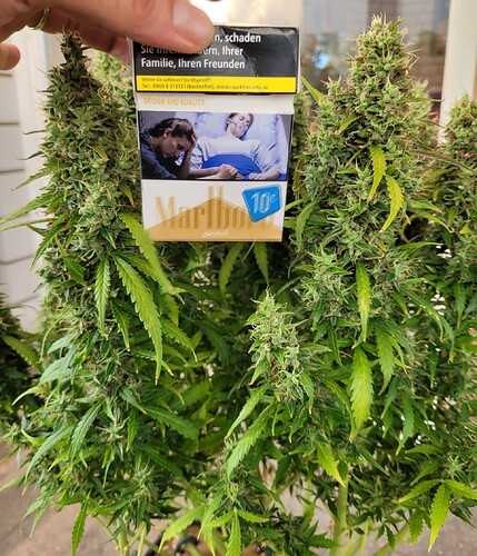 Growreport Bild 17