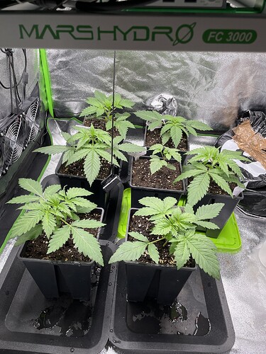 Growreport Bild 1
