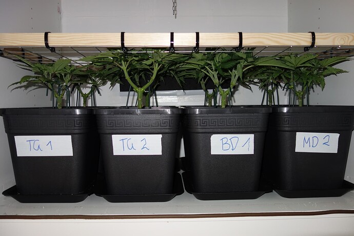 Growreport Bild 14