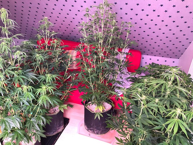 Growreport Bild 4