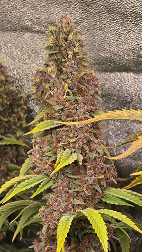 Growreport Bild 2