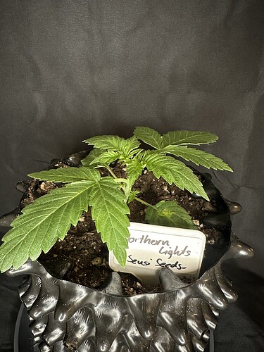 Growreport Bild 4
