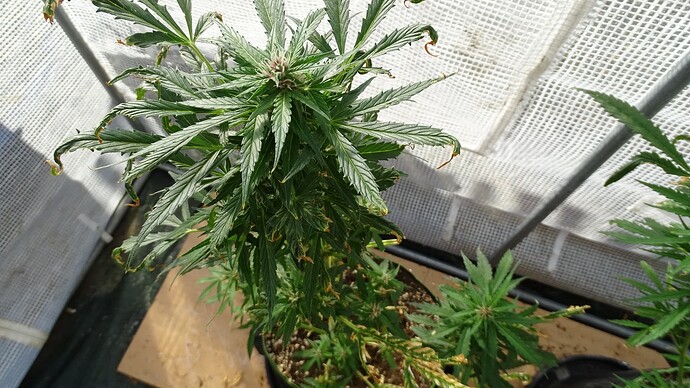 Growreport Bild 3