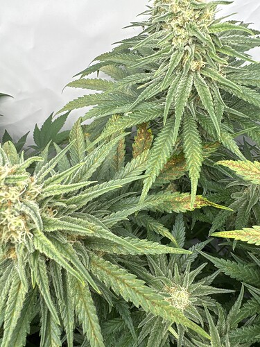 Growreport Bild 8